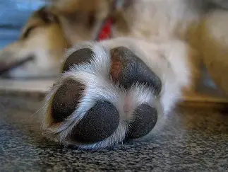 HOMEM É INDICIADO APÓS AGREDIR CACHORRO COM BAMBU